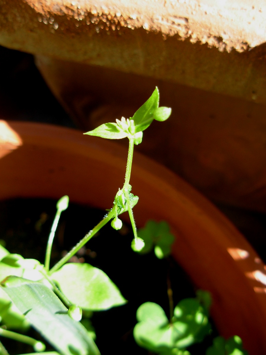 Stellaria pallida / Centocchio senza petali